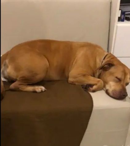Pitbull Red Nose adulta arrivata a Milano anni fa e tornata a Napoli IN CANILE! - Foto 5