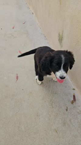 Martina: cucciola taglia contenuta - Foto 4