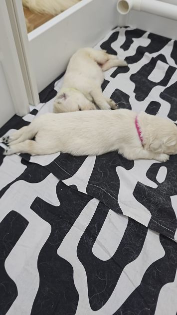 Cuccioli di Golden Retriever Disponibili - Foto 3
