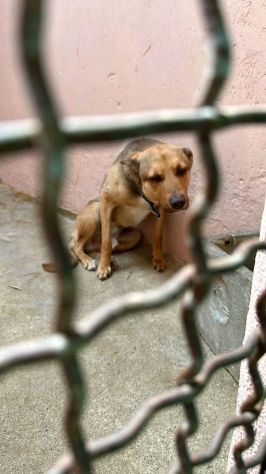 HIROITO CAGNOLINO IN ADOZIONE - Foto 4