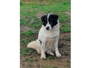 ANDREA 4 ANNI 30 KG