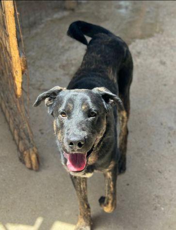 TRONKY UN GIOIOSO COCCOLONE: CANE IN ADOZIONE 1 ANNO