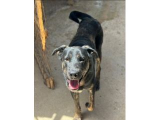 TRONKY UN GIOIOSO COCCOLONE: CANE IN ADOZIONE 1 ANNO