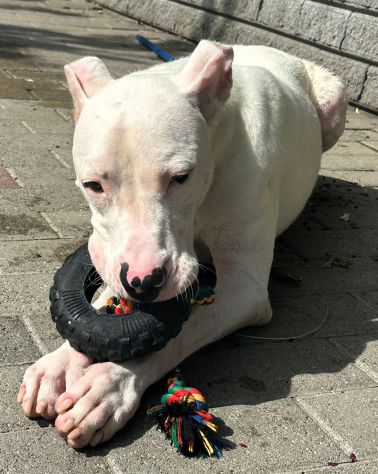 ALBINO DOGO ARGENTINO - Foto 2