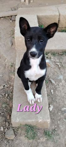 cuccioli lady e teso in regalo - Foto 5