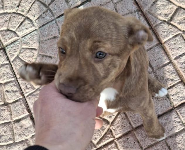 CUCCIOLA PITBULL MOKA 2 MESI IN CANILE - Foto 4