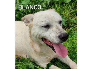 Blanco