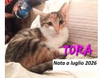 Tora, micina ultra affettuosa