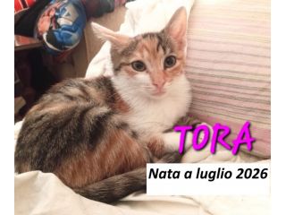 Tora, micina ultra affettuosa