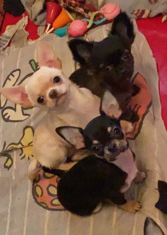 Cuccioli chihuahua