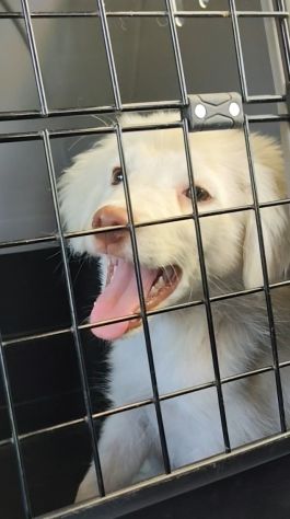 Cucciole dolcissime in cerca di famiglia - Foto 3