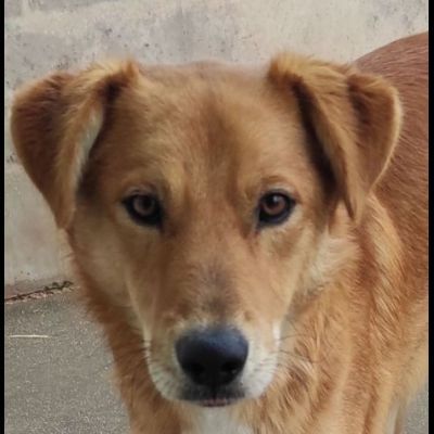 ZACK E FABER IN RECLUSIONE SENZA COLPA. CAGNOLINI IN ADOZIONE - Foto 9