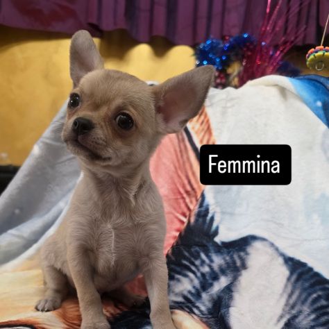 Chihuahua - Foto 2