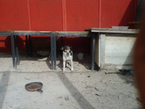 5 deliziose cagnoline - Foto 2