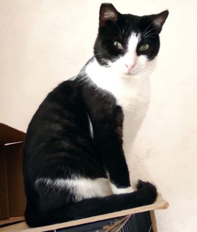 Zorro & Francesco, adozione di coppia - Foto 3