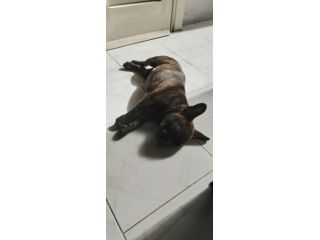Bulldog francese