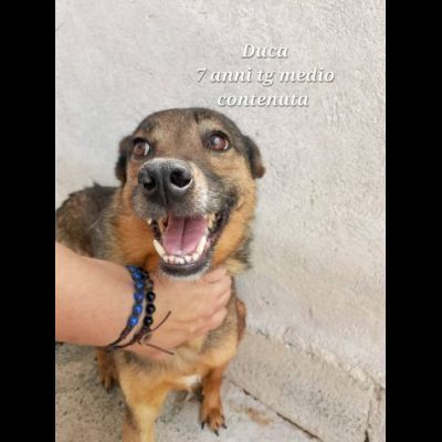 UN'OPPORTUNITA' PER QUESTE ANIME LOKY, DUCA, NELLO CANI IN ADOZIONE - Foto 3