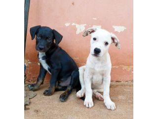 Milo e Ricky dolcissimi cuccioli in adozione