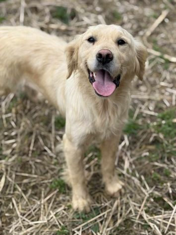 HONEY, mix GOLDEN RETRIEVER dolce come il miele! - Foto 2