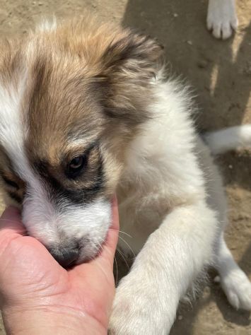 CUCCIOLI 3 MESI - Foto 2