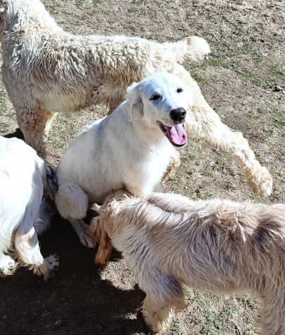 Giannino, candido e dolce cucciolo PMA in adozione - Foto 5