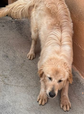 GOLDIE 5 ANNI simil Golden Retriever - Foto 7