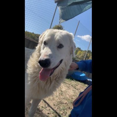 OMAR dolce, equilibrato, cuore di panna CANE IN ADOZIONE - Foto 2