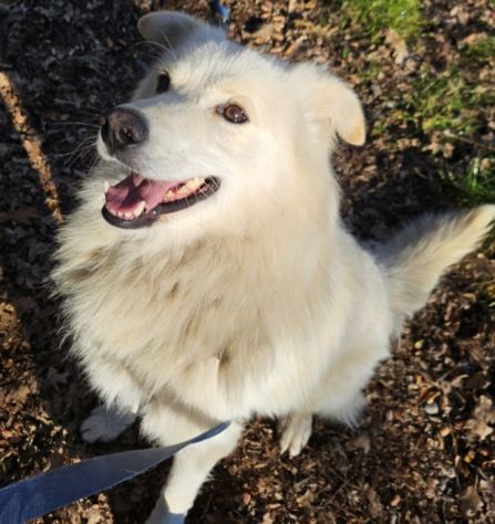 Bubu batuffolone 5anni dalla catena al canile.NOVARA - Foto 2
