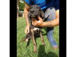 DUCA CANE IN ADOZIONE
