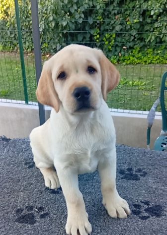 Labrador Retriever Cuccioli con pedigree