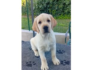 Labrador Retriever Cuccioli con pedigree