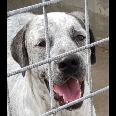 JAGO GIOCHERELLONE ED ALLEGRO CANE IN ADOZIONE - Foto 2