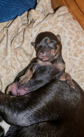 CUCCIOLI CHIPIN - Foto 6
