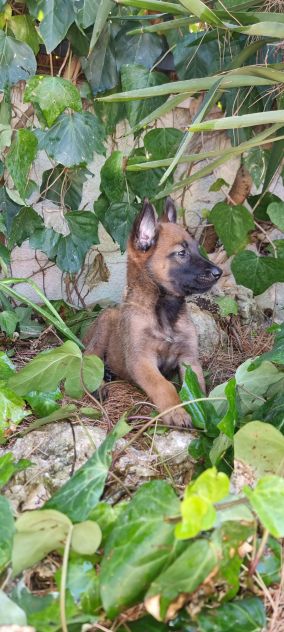 Cucciolata Pastore Belga Malinois Roma Latina Frosinone Rieti Viterbo Lazio