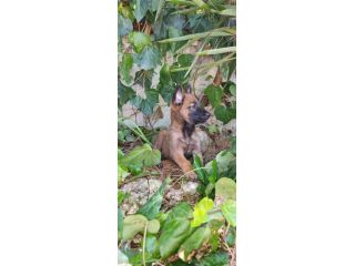 Cucciolata Pastore Belga Malinois Roma Latina Frosinone Rieti Viterbo Lazio