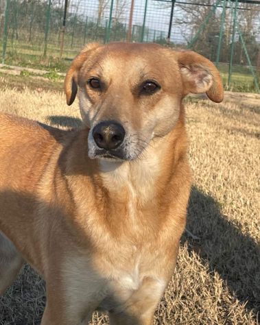 KARINA: CAGNOLINA METICCIA DA ADOTTARE !!!