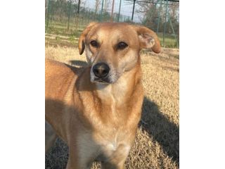 KARINA: CAGNOLINA METICCIA DA ADOTTARE !!!