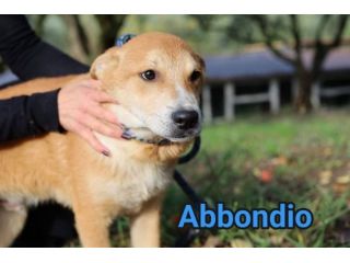 RODRIGO ABBONDIO CUCCIOLI IN ADOZIONE