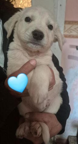 CUCCIOLI IN CANILE - Foto 4