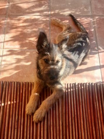 Oreste  11mesi bellissimo URGENTE CASA!! OLBIA - Foto 4