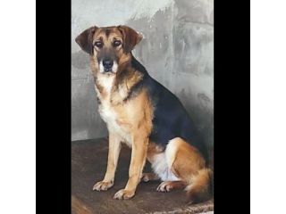 CAGNOLINA DA ADOTTARE