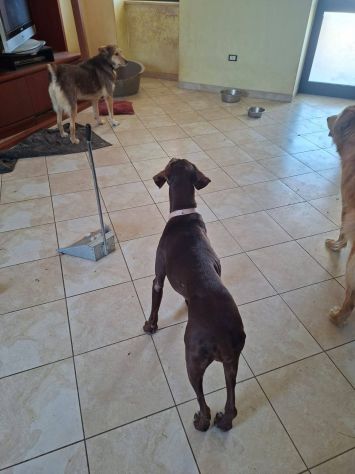 Miele femmina di Bracco in adozione - Foto 4