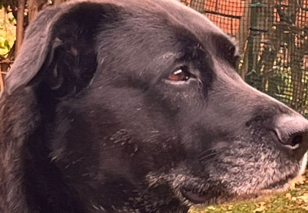 Dog Sister e pensione