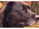 Dog Sister e pensione