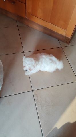 Maltese cucciola - Foto 8