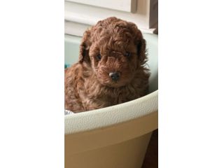 cuccioli barbone toy ottima genealogia