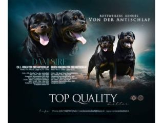 Cuccioli Rottweiler Alta Genealogia