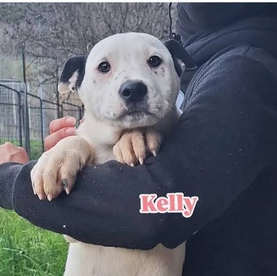 KARIN E I SUOI CUCCIOLI KURT E KELLY, CANI IN ADOZIONE - Foto 2