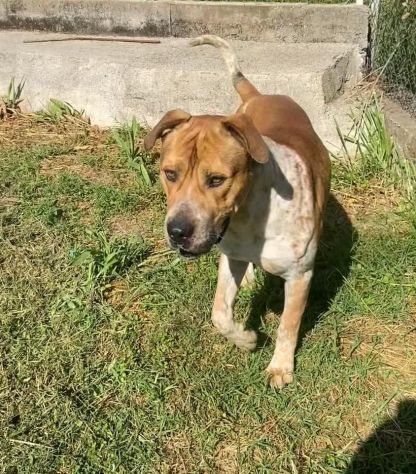 CASPER ALLERGRO E SOCIEVOLE; CANE IN ADOZIONE - Foto 8