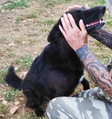 CAGNOLINO IN ADOZIONE: LUPO ALBERTO - Foto 5